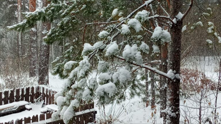 Some heavy snow last night (Tashara - November).