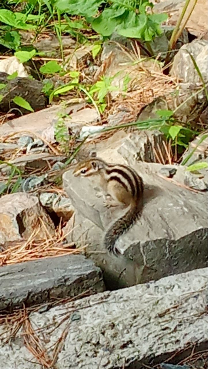 This summer, I had a little friend on my "television" (Tashara).